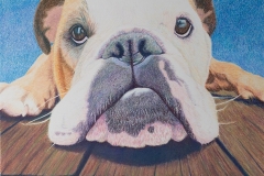 Bulldog