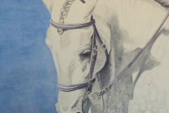 Andalusian - SOLD