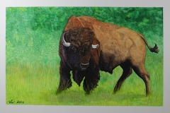 Bison