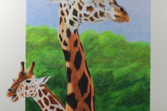 Giraffes