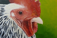 Rooster