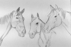 3 horses sketch